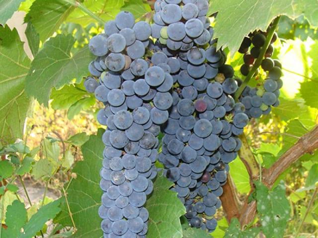 Посадка и уход за амурским виноградом