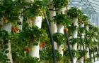 Выращивание клубники в автомобильных покрышках Как вырастить клубнику в автомобильных покрышках