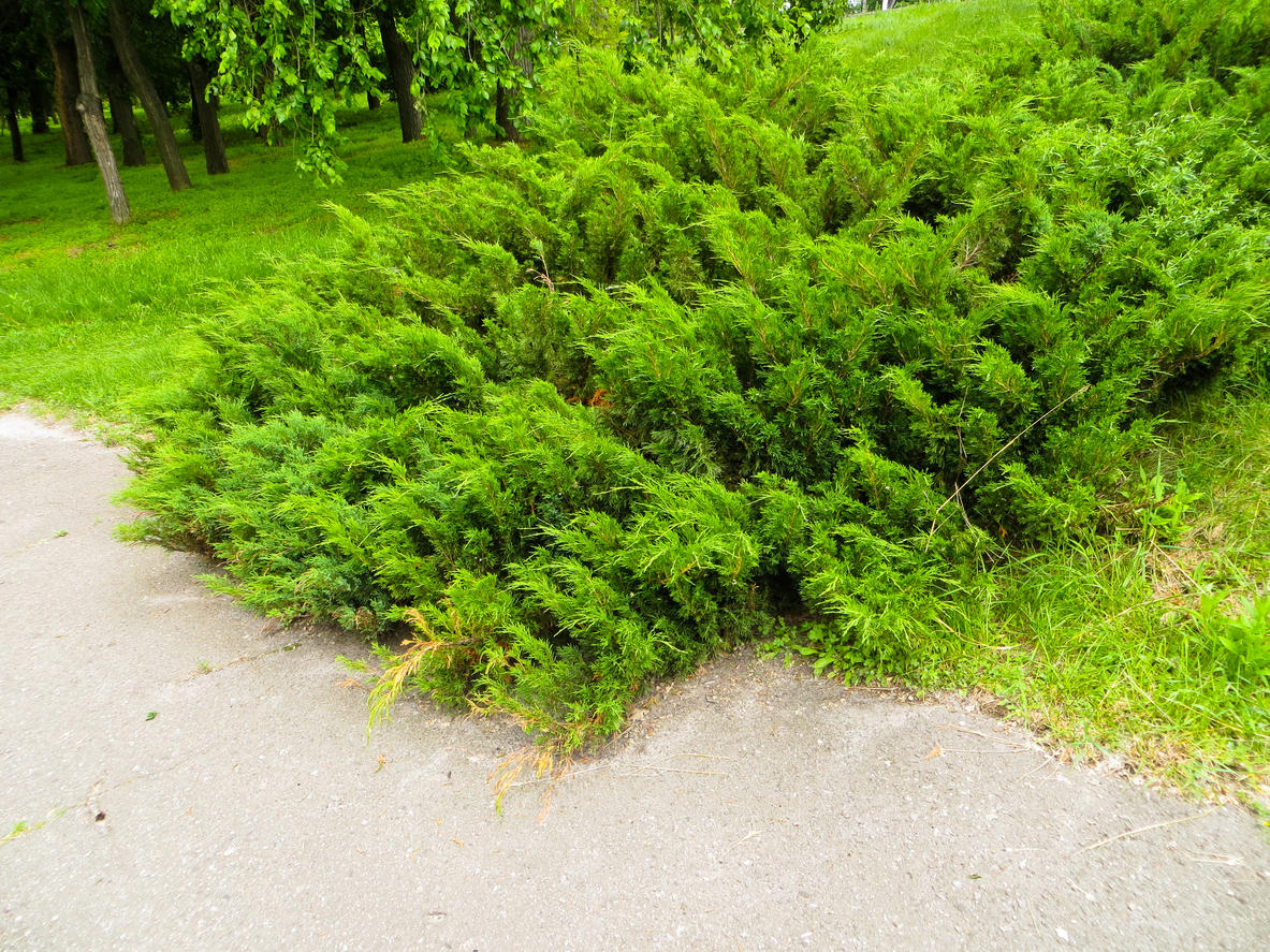 Juniperus Hibernica: bitki özellikleri, bakım kuralları 87
